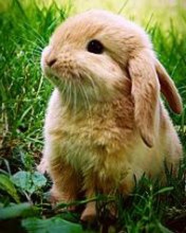 pin hello kitty veci i like my dream on pinterest pin hello kitty veci i like my dream on pinterest